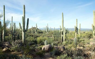 Grudge of the Week #4 : The Correct-Destination-Averse Taxi Driver Grudge